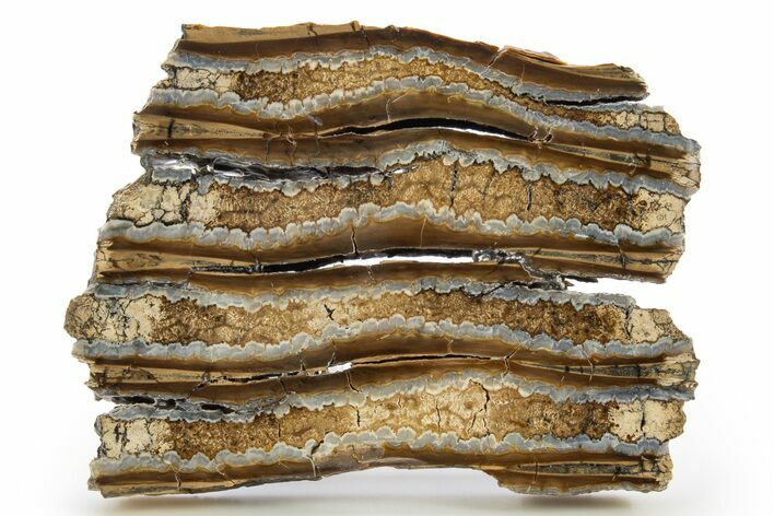 Polished Mammoth Molar Slice - South Carolina #319696